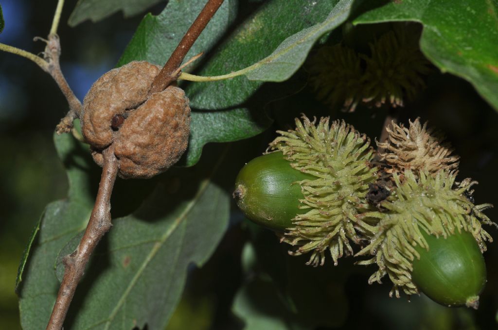 Galla: Aphelonyx cerricola, Cynipidae