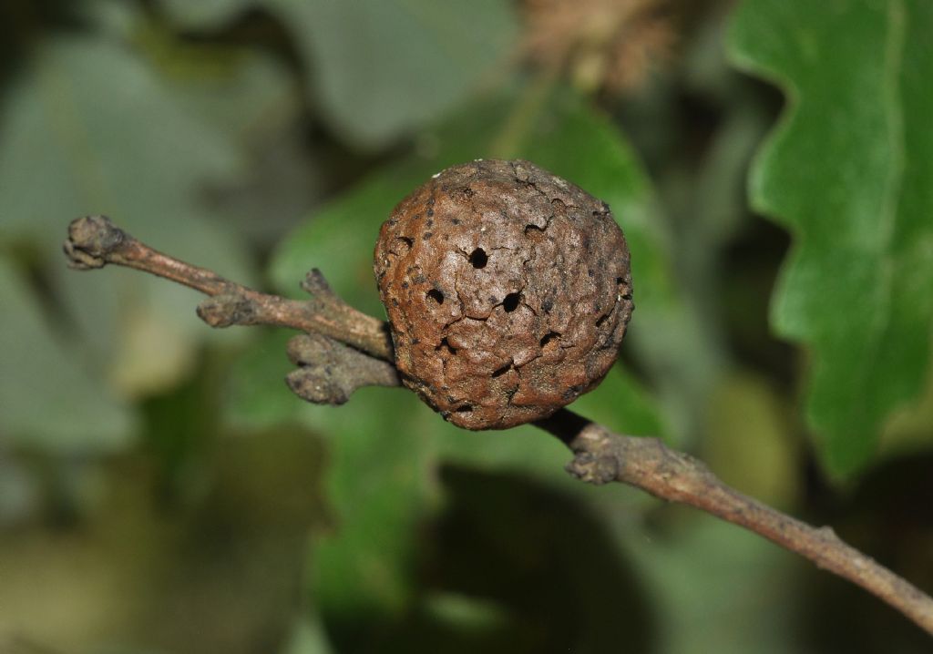 Galla: Aphelonyx cerricola, Cynipidae