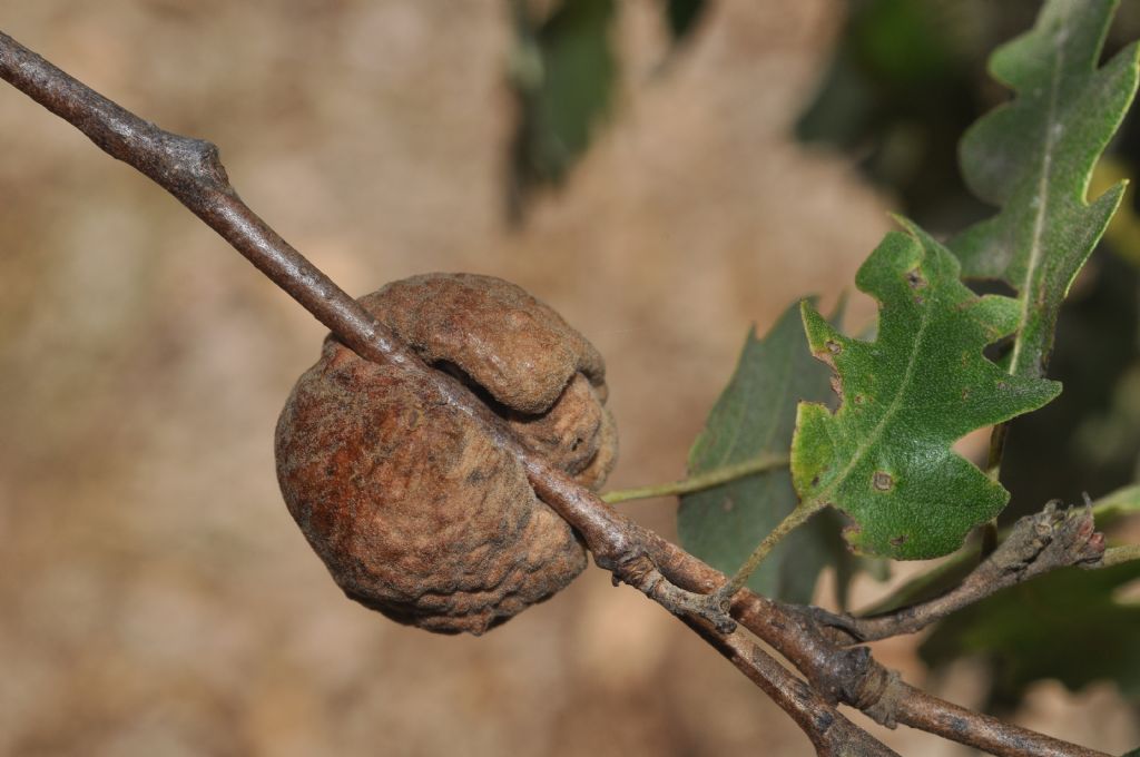 Galla: Aphelonyx cerricola, Cynipidae