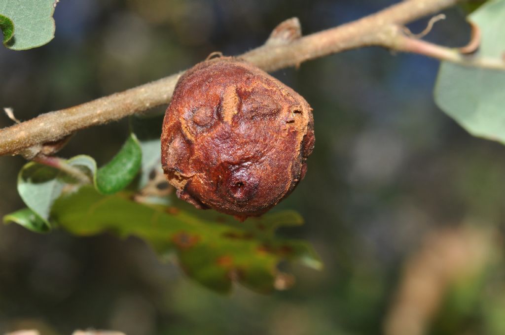 Galle su quercia:  Andricus quercustozae e Neuroterus quercusbaccarum (Cynipidae)