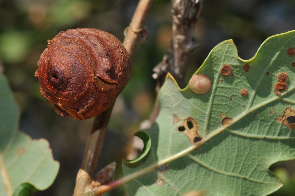 Galle su quercia:  Andricus quercustozae e Neuroterus quercusbaccarum (Cynipidae)