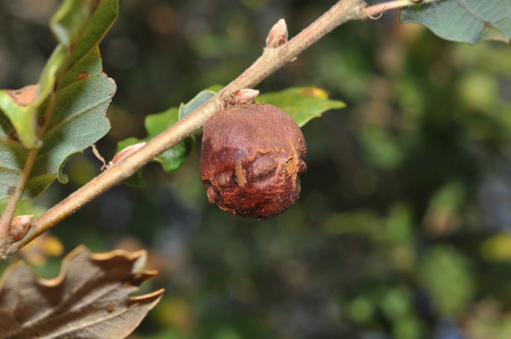 Galle su quercia:  Andricus quercustozae e Neuroterus quercusbaccarum (Cynipidae)