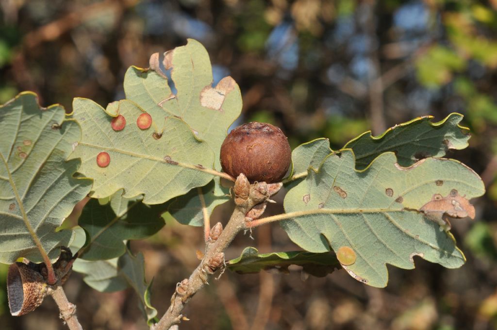 Galle su quercia:  Andricus quercustozae e Neuroterus quercusbaccarum (Cynipidae)