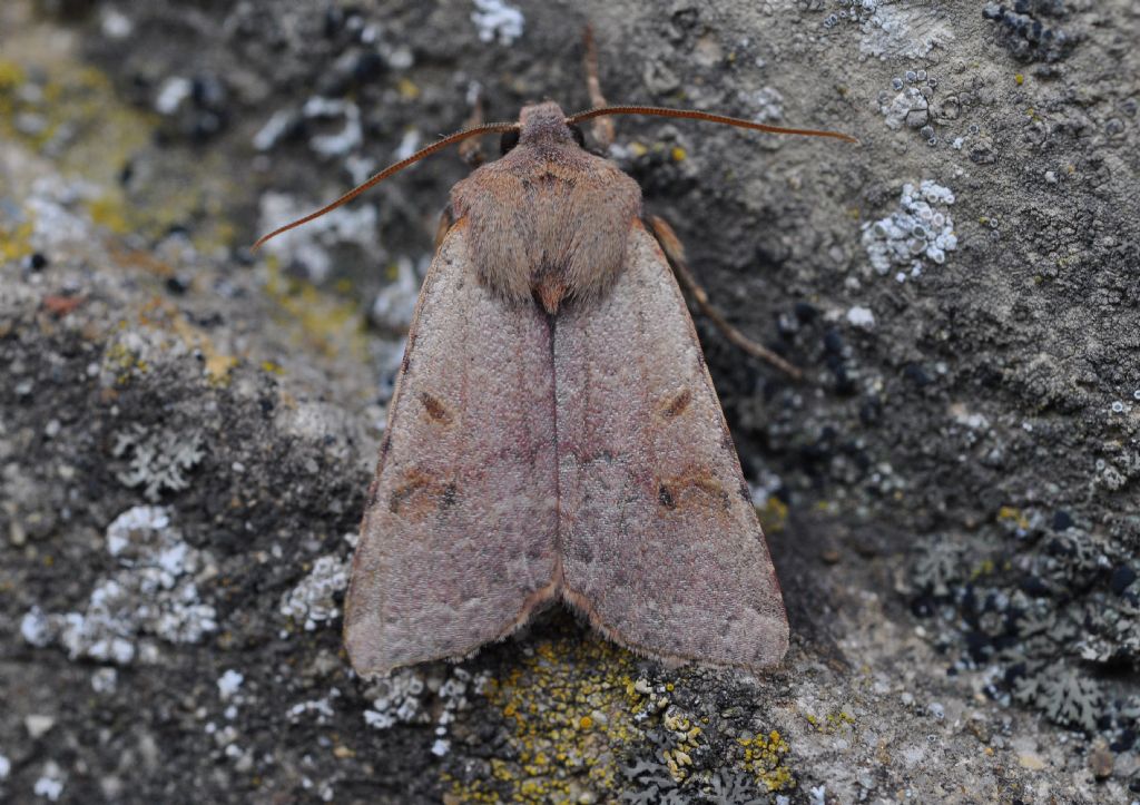 Noctuidae da id - Agrochola (Agrochola) lychnidis