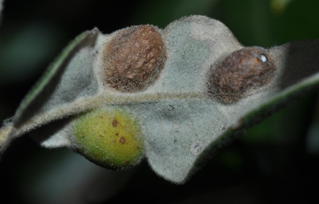 Galle: Plagiotrochus australis, Cynipidae