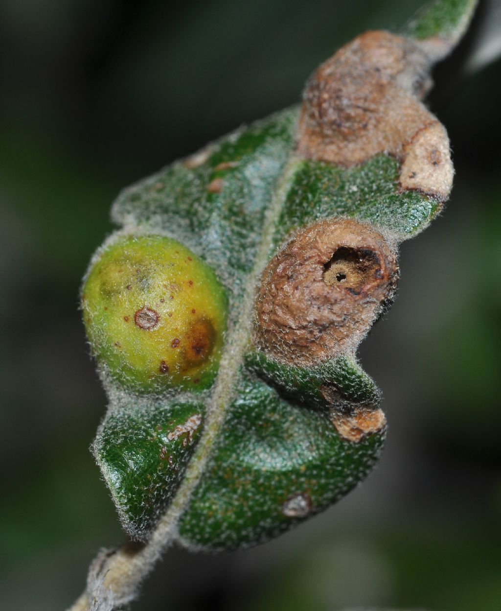 Galle: Plagiotrochus australis, Cynipidae