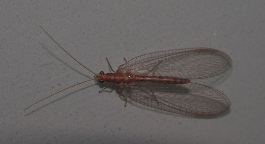 Chrysoperla sp. in habitus invernale. ( Chr. pallida o Chr. Carnea)