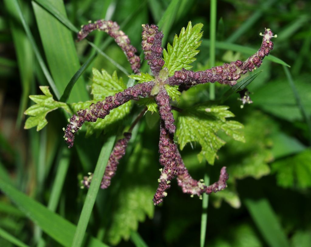 Urtica membranacea / Ortica membranosa