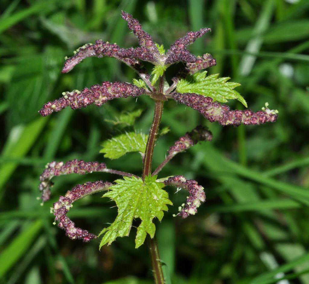 Urtica membranacea / Ortica membranosa