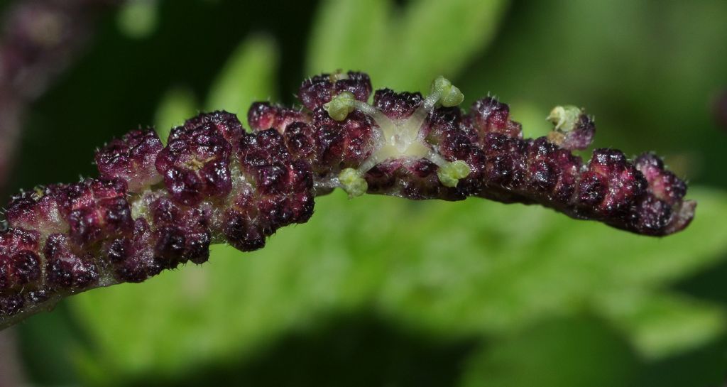 Urtica membranacea / Ortica membranosa