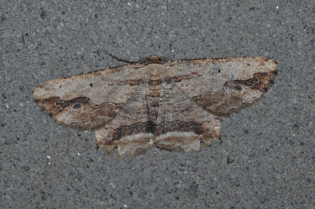 Geometridae da id - Menophra abruptaria