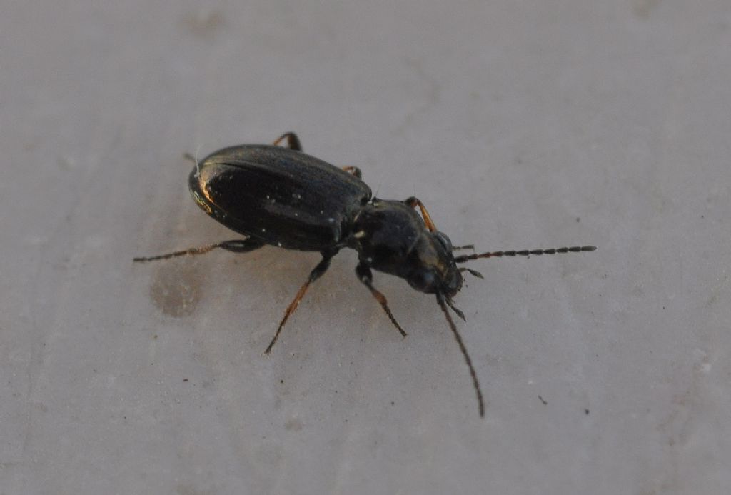 piccolo Carabidae: Bembidion s.l.