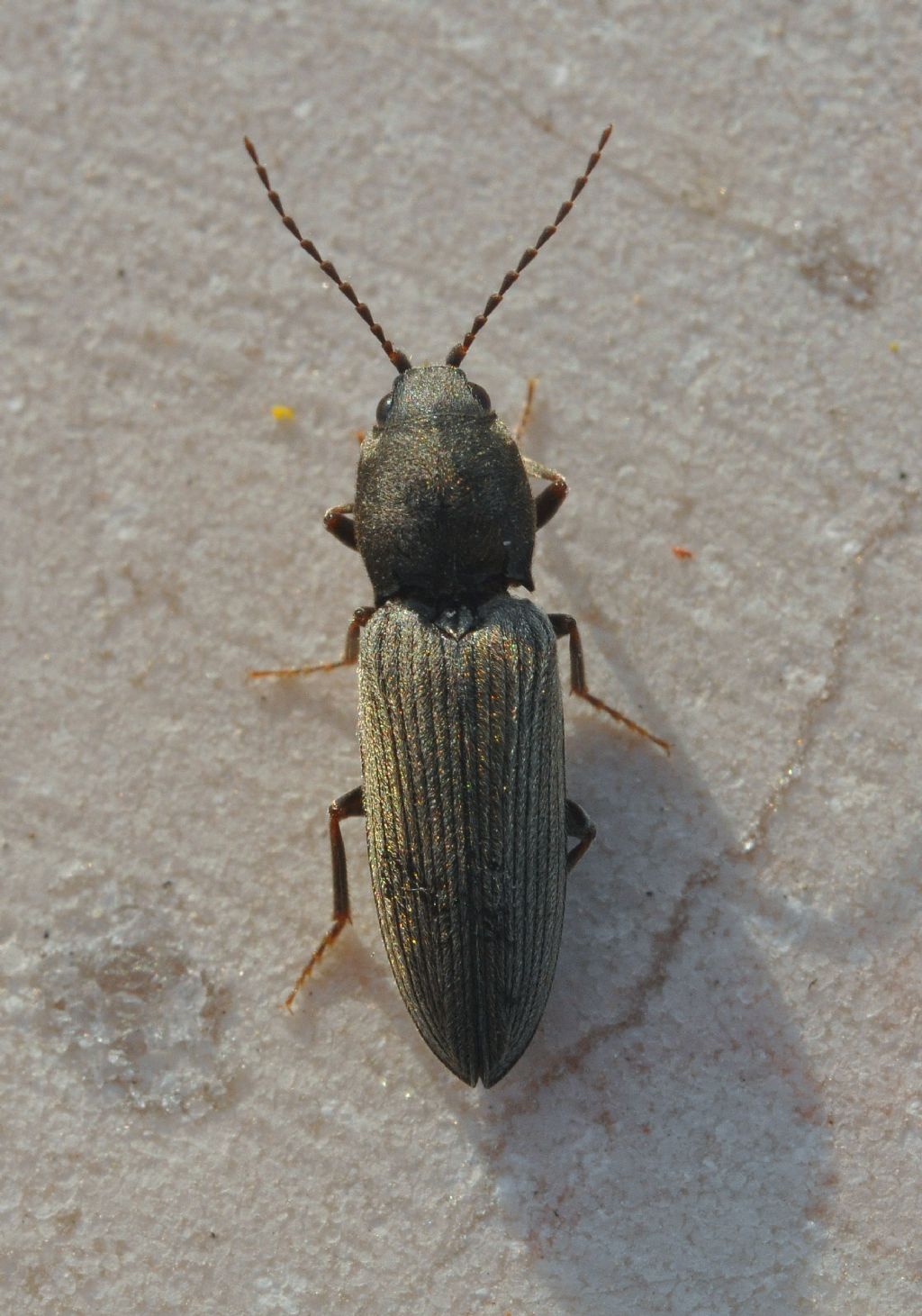 Elateridae: Dicronychus equiseti