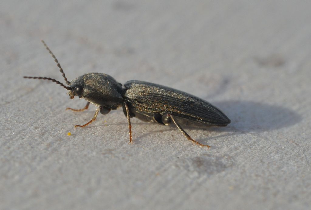 Elateridae: Dicronychus equiseti