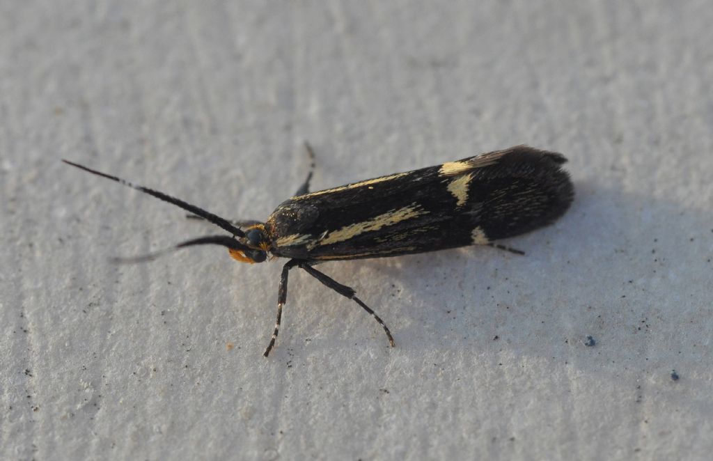 Micro da id - Esperia sulphurella, Oecophoridae