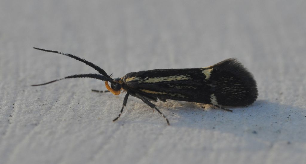 Micro da id - Esperia sulphurella, Oecophoridae