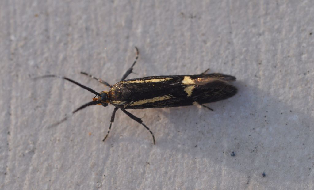 Micro da id - Esperia sulphurella, Oecophoridae