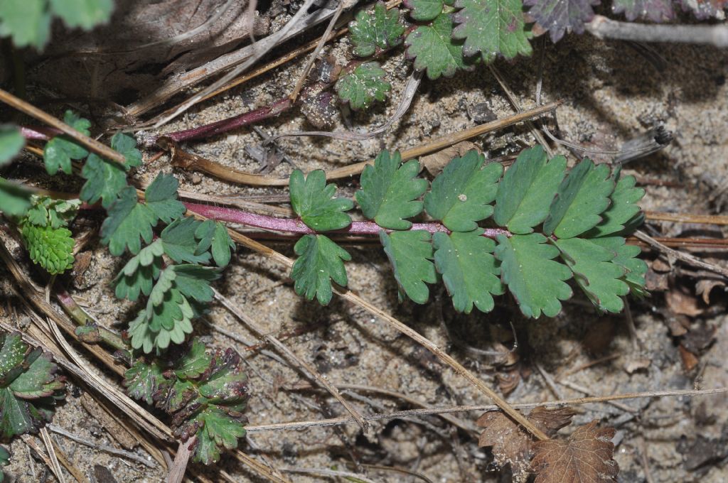 Sanguisorba minor (Rosaceae)