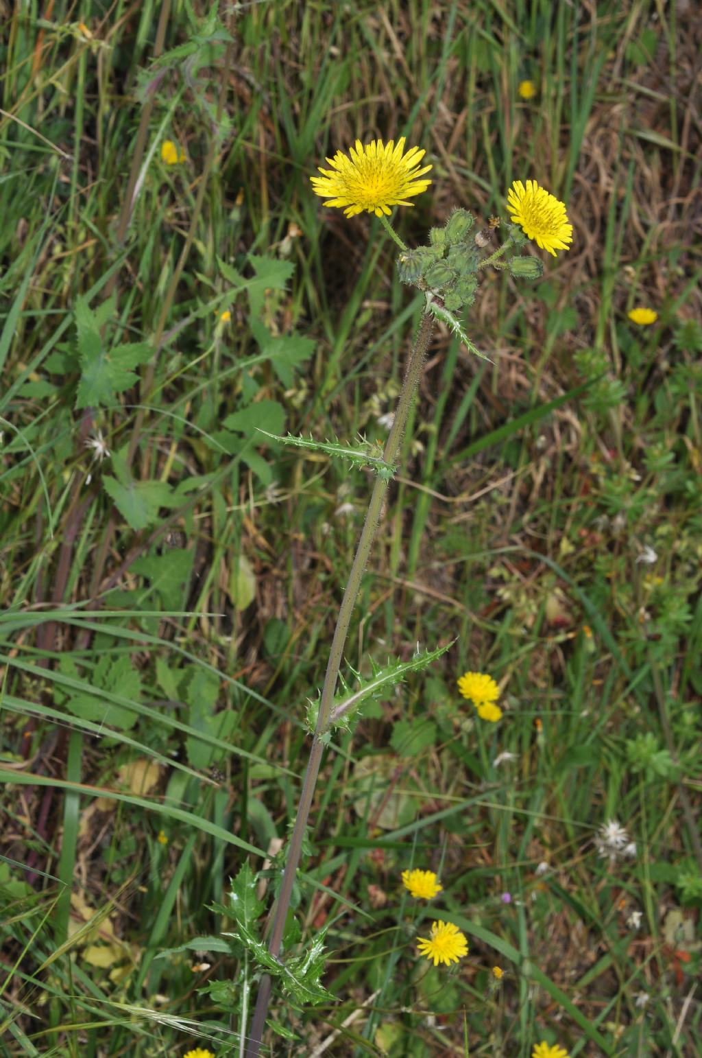 Asteracea: Sonchus sp.