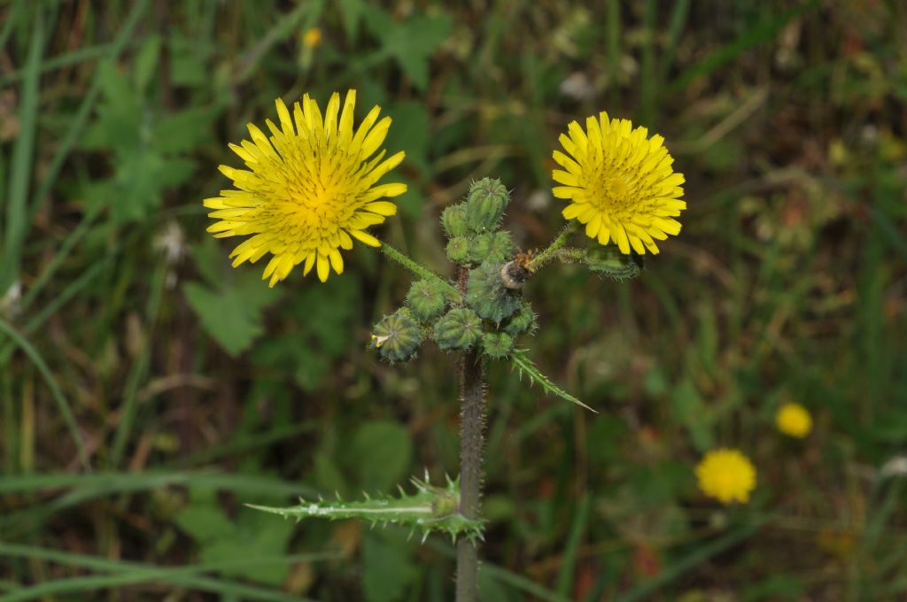 Asteracea: Sonchus sp.