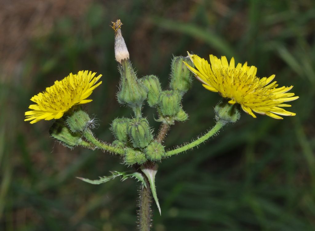 Asteracea: Sonchus sp.