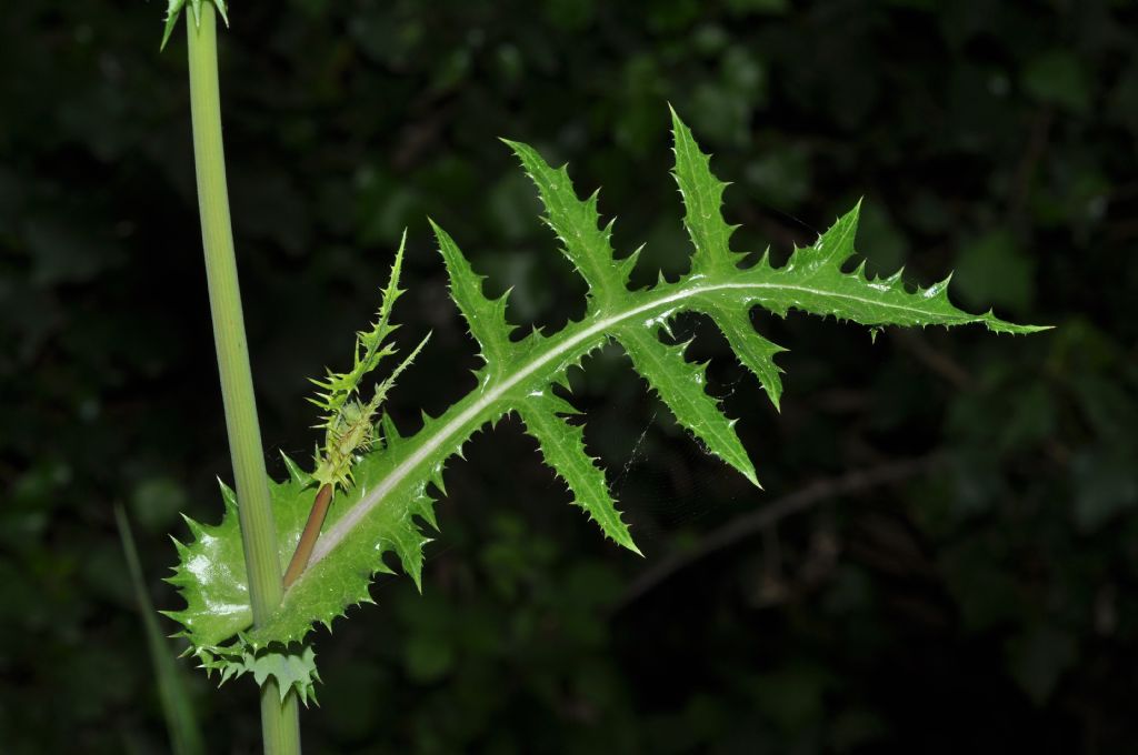 Asteracea: Sonchus sp.