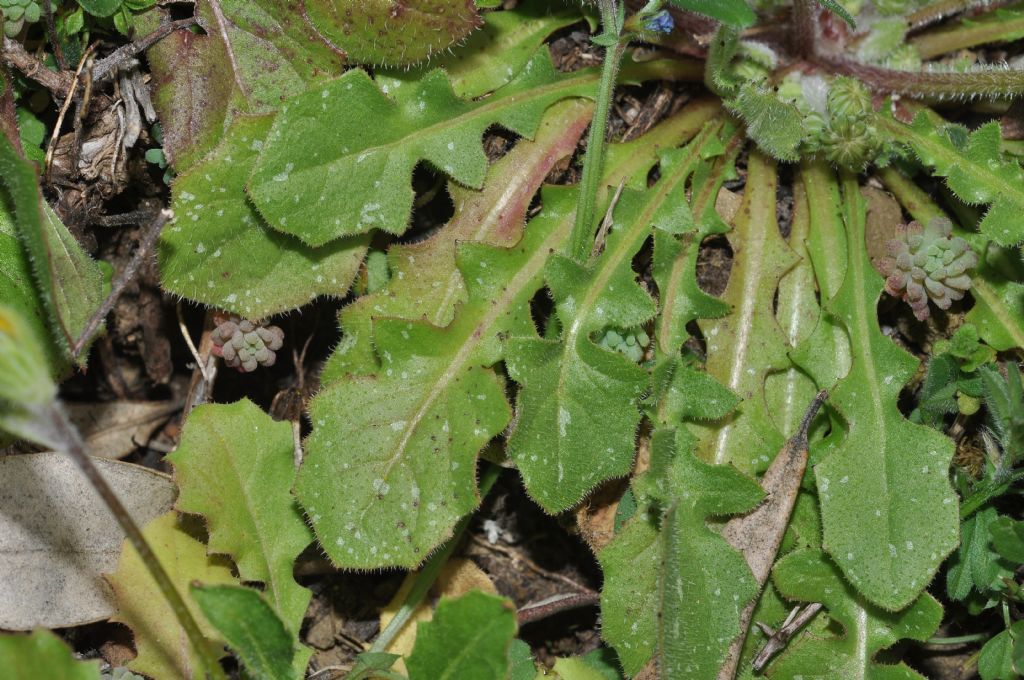 Crepis sancta (Asteraceae)