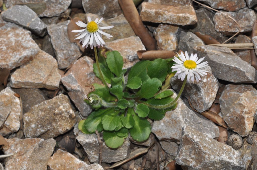 Asteracea da id