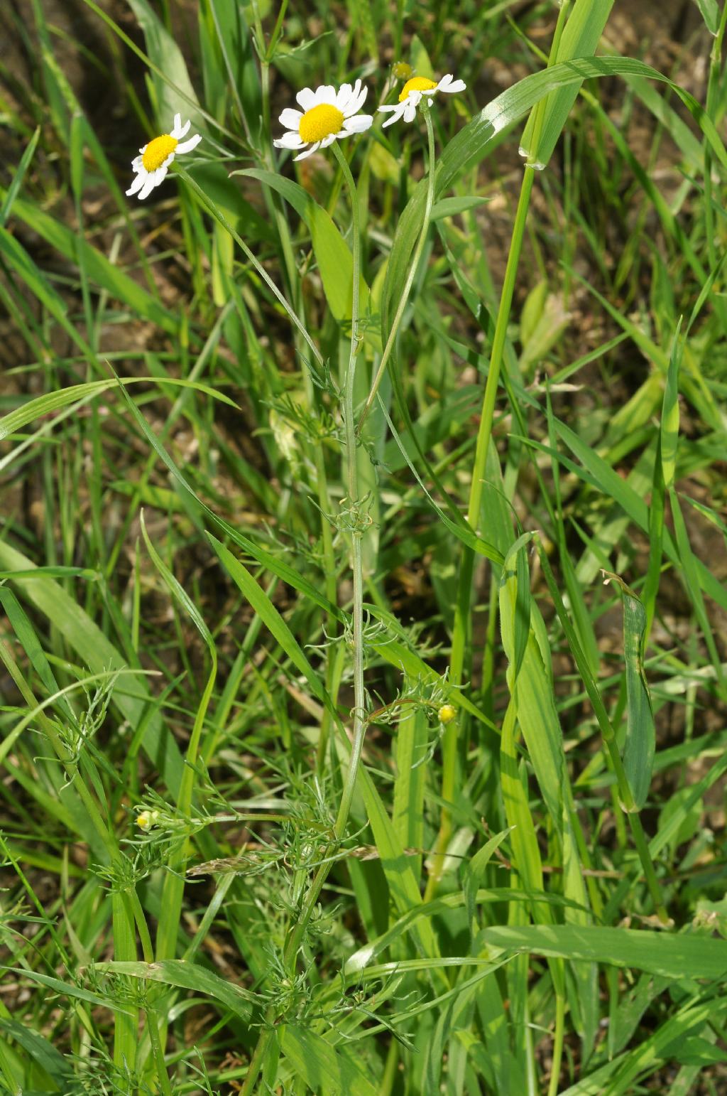 Asteracea - Matricaria chamomilla