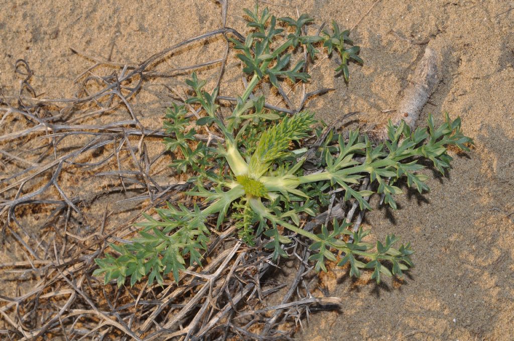 Pianta marittima...Echinophora spinosa