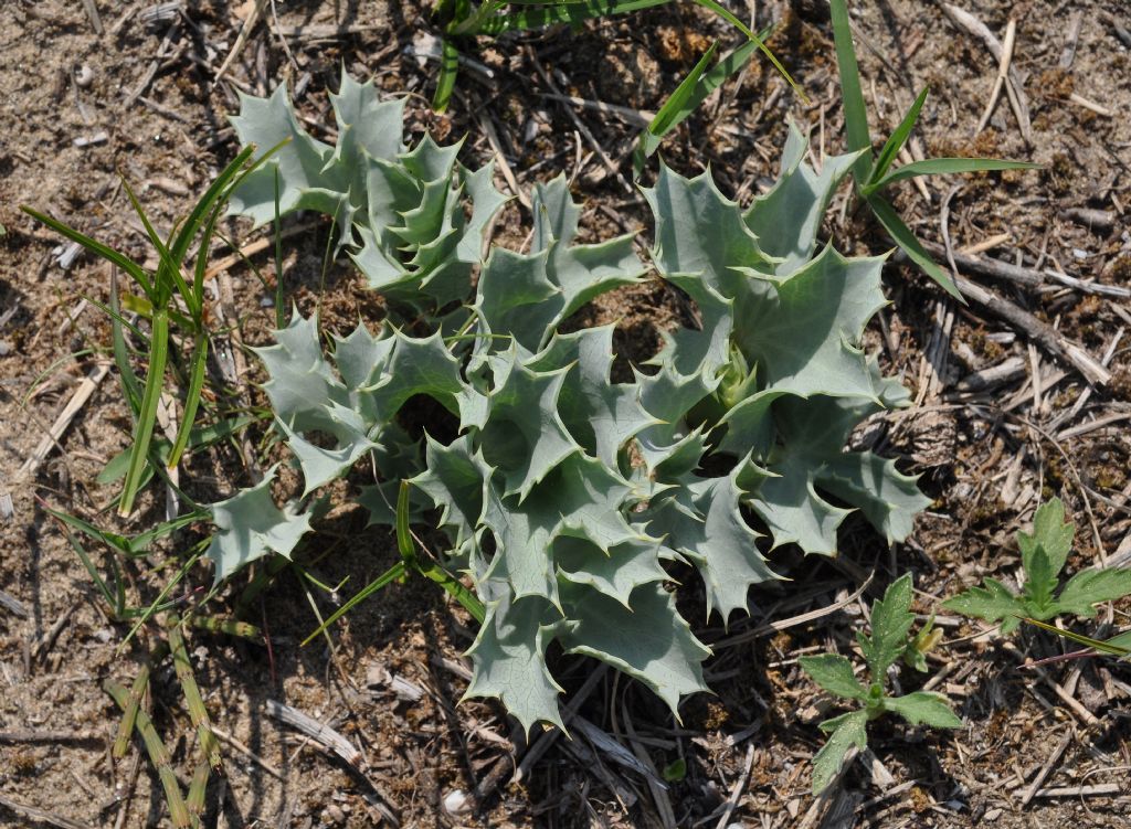 Eryngium maritimum (Apiaceae)
