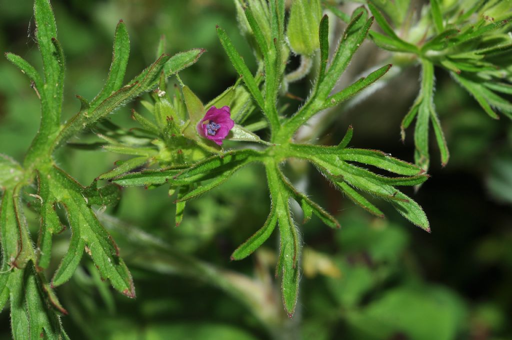 Geranium dissectum