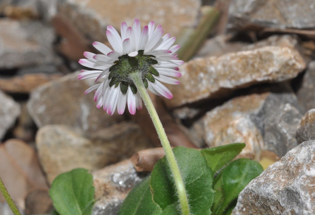 Asteracea da id