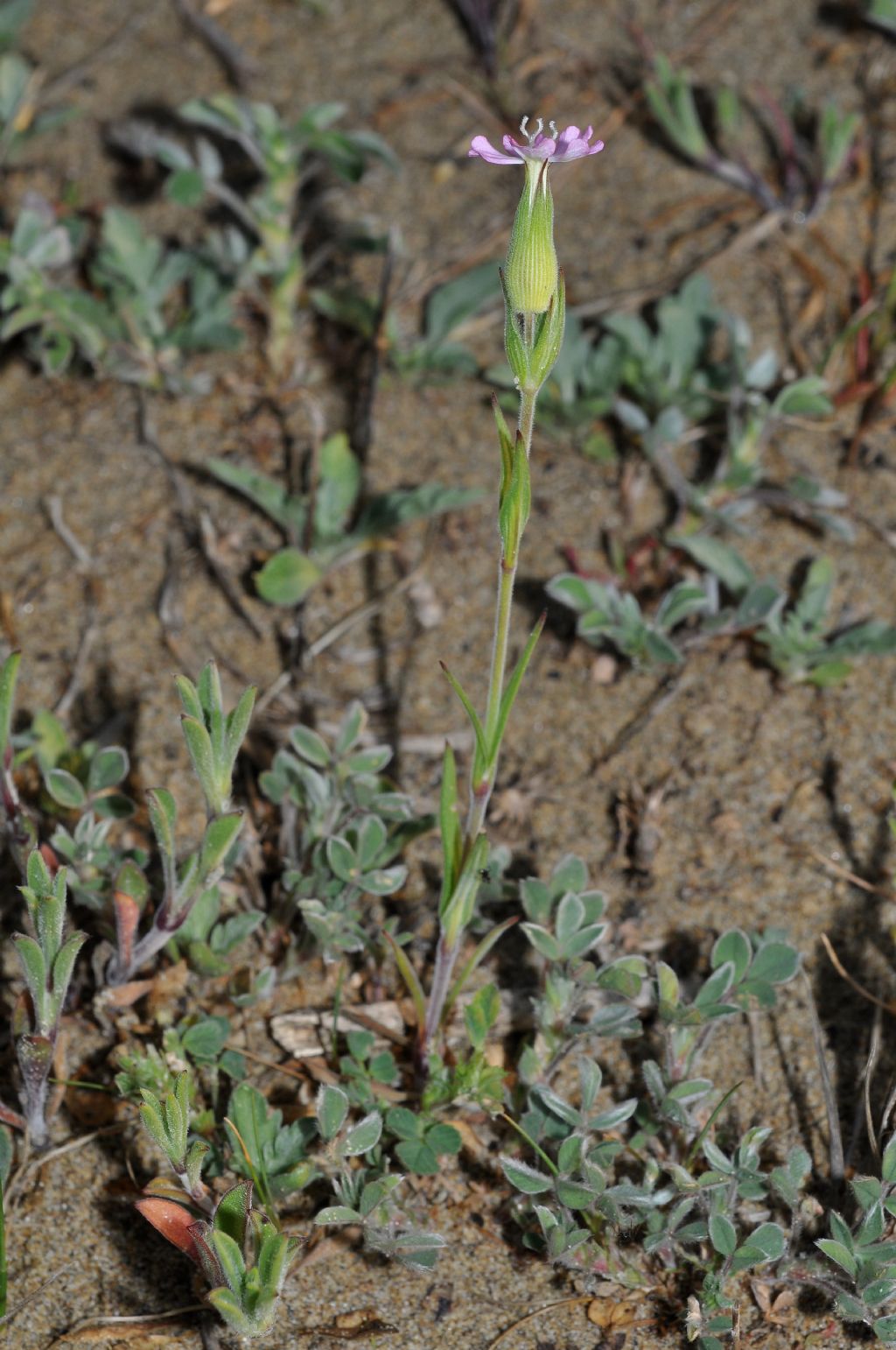 Silene conica / Silene conica