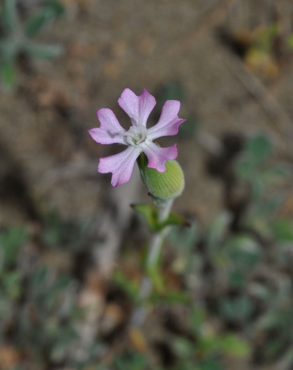 Silene conica / Silene conica