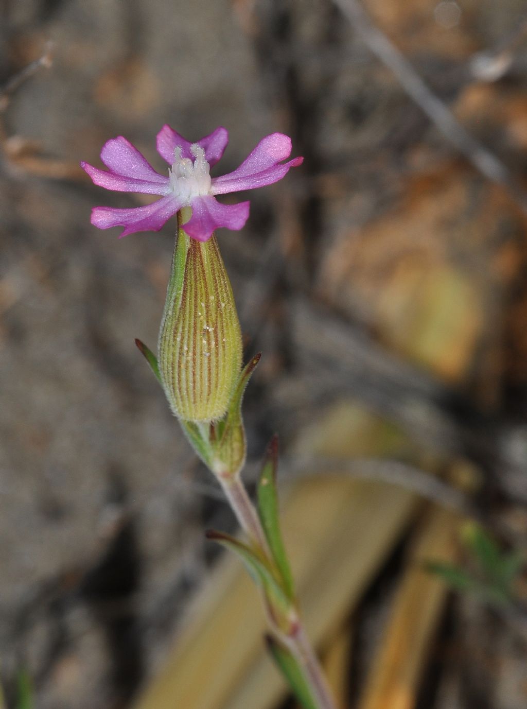 Silene conica / Silene conica