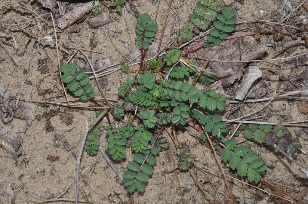 Sanguisorba minor (Rosaceae)