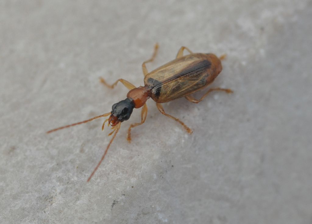 Carabidae: Demetrias atricapillus