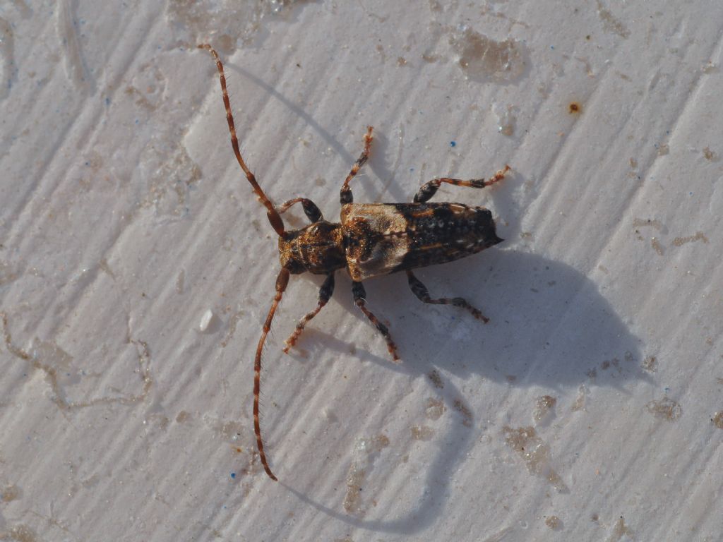 Cerambycidae:   Pogonocherus hispidus