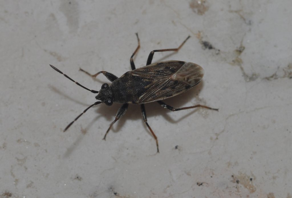 Lygaeidae: Peritrechus da id...:  Peritrechus gracilicornis