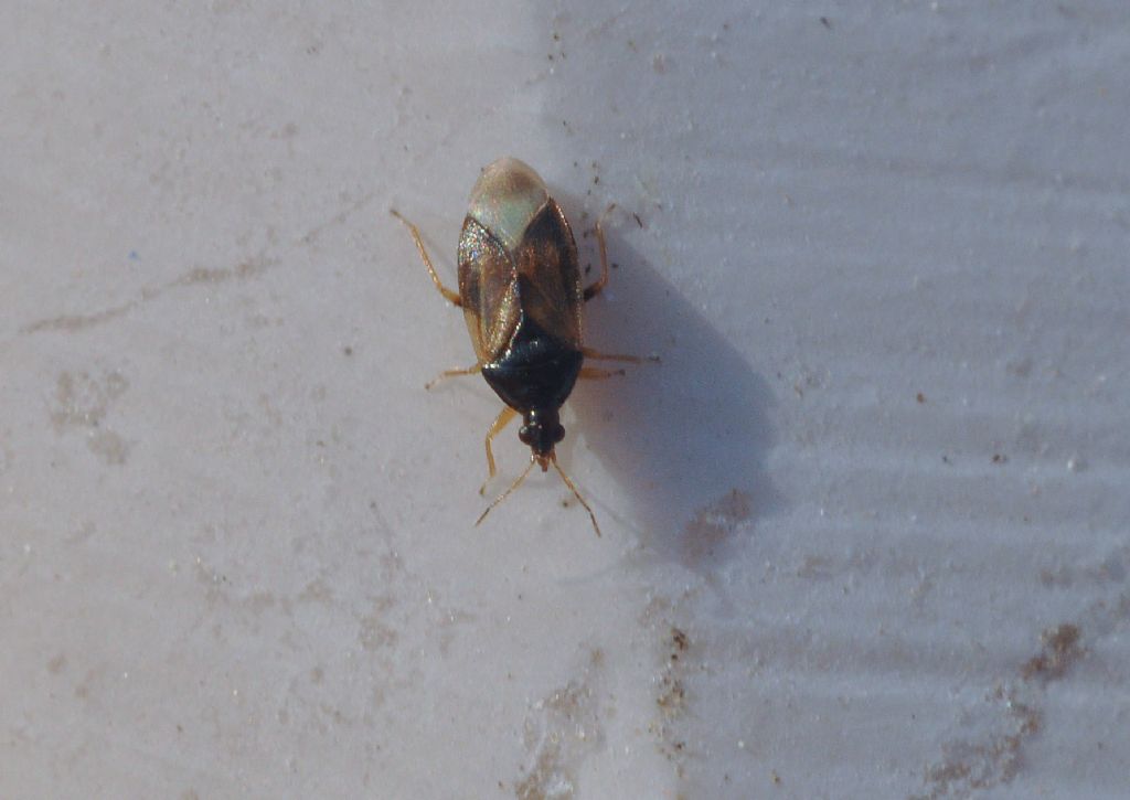 Anthocoridae: Orius laevigatus