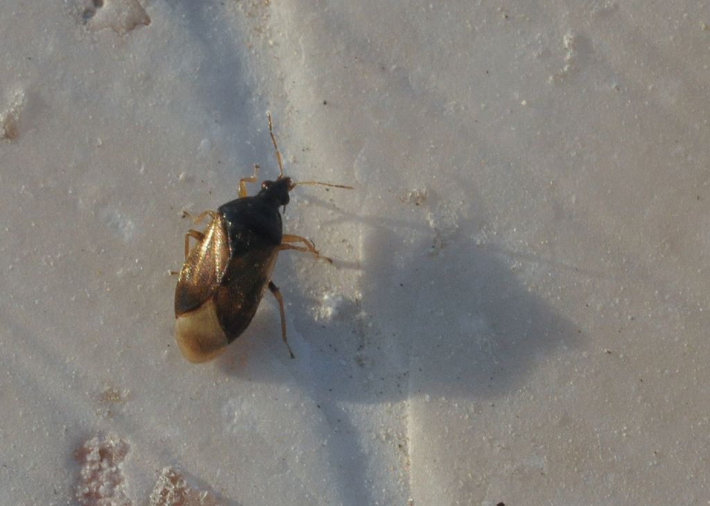 Anthocoridae: Orius laevigatus