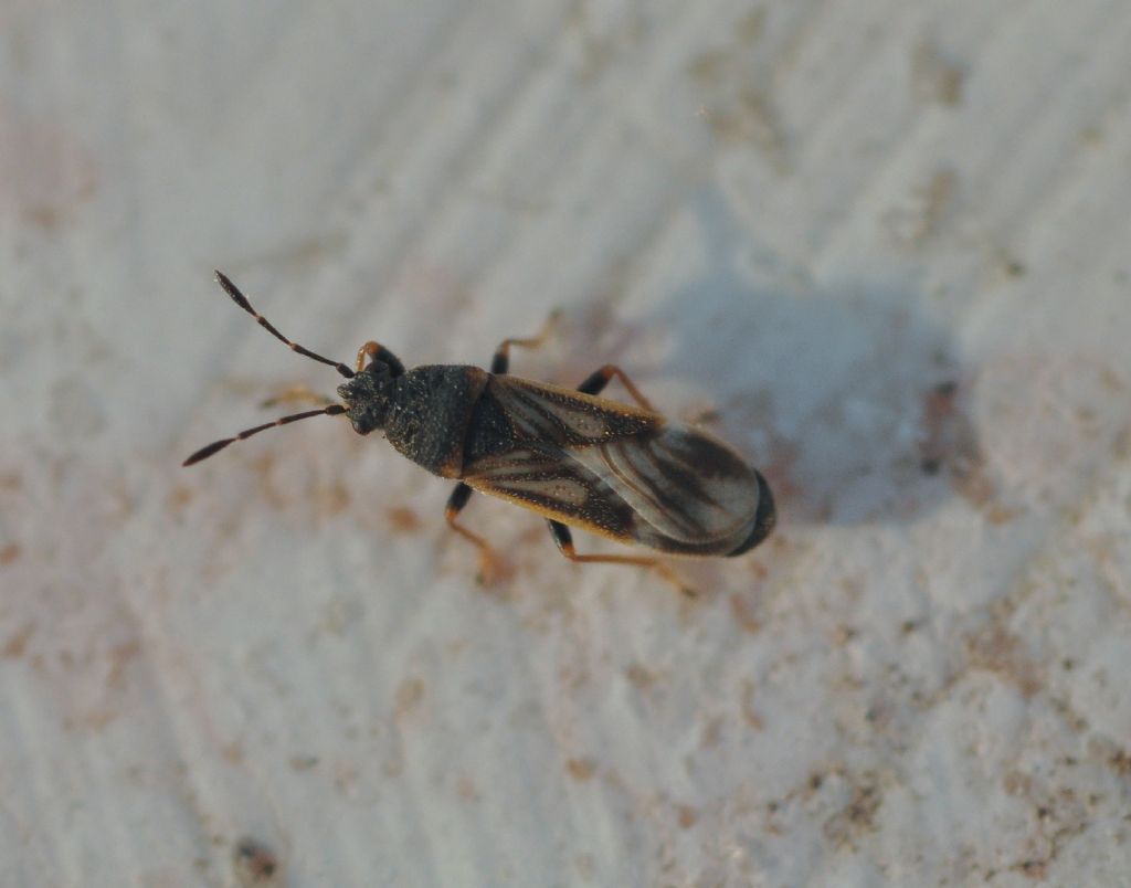 Lygaeidae: Ischnodemus sabuleti