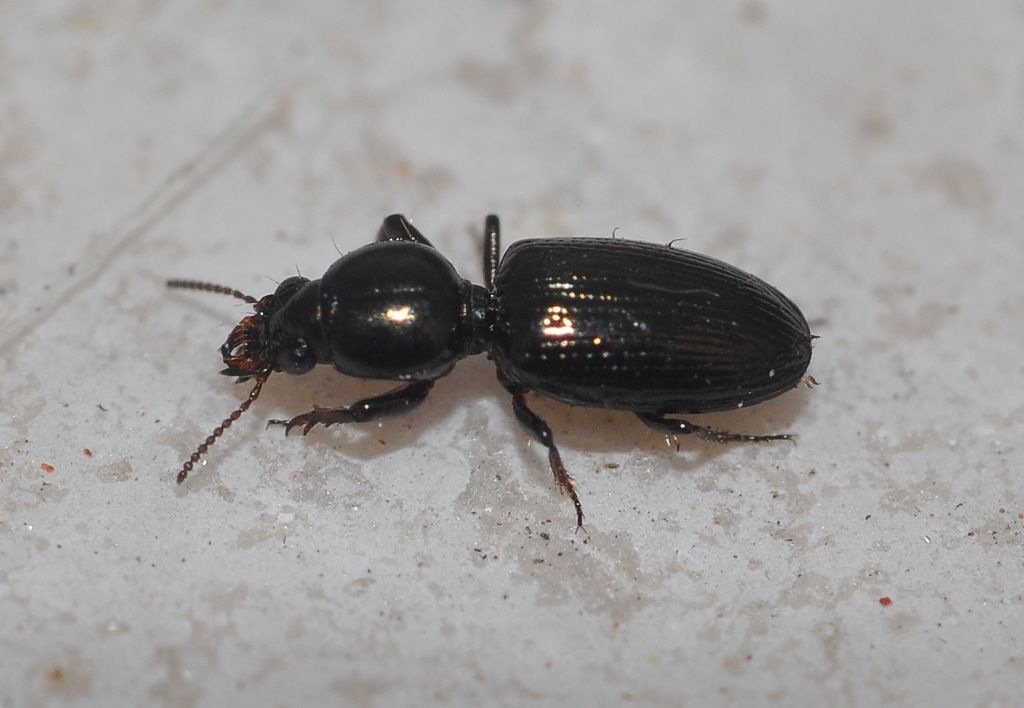 Carabidae: Dyschirius sl.