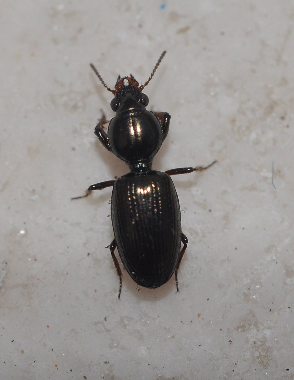 Carabidae: Dyschirius sl.