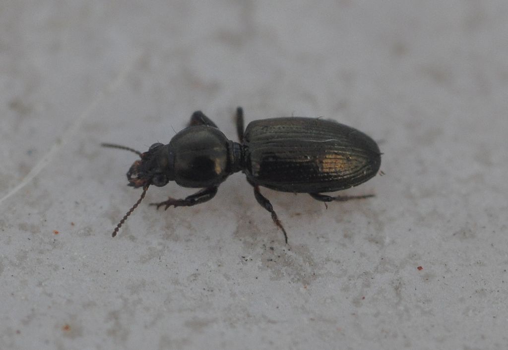 Carabidae: Dyschirius sl.