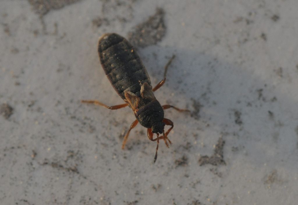 Lygaeidae: Dimorphopterus blissoides