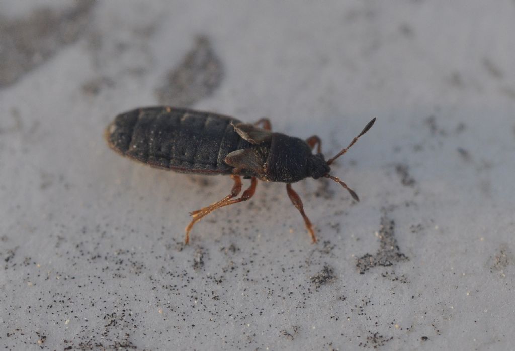 Lygaeidae: Dimorphopterus blissoides