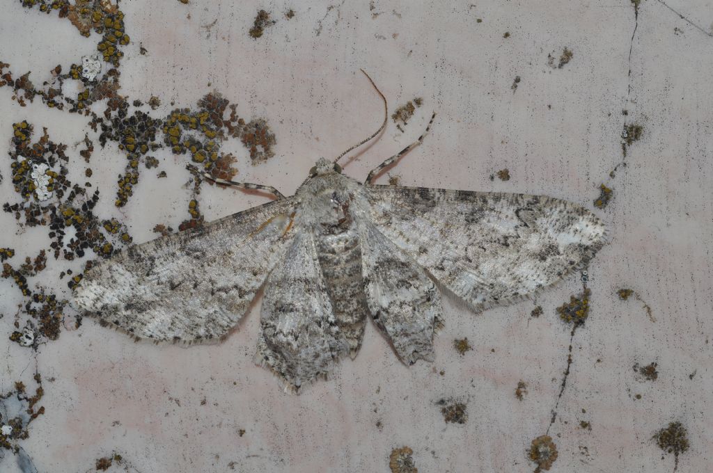 Geometridae da id...Ascotis selenaria