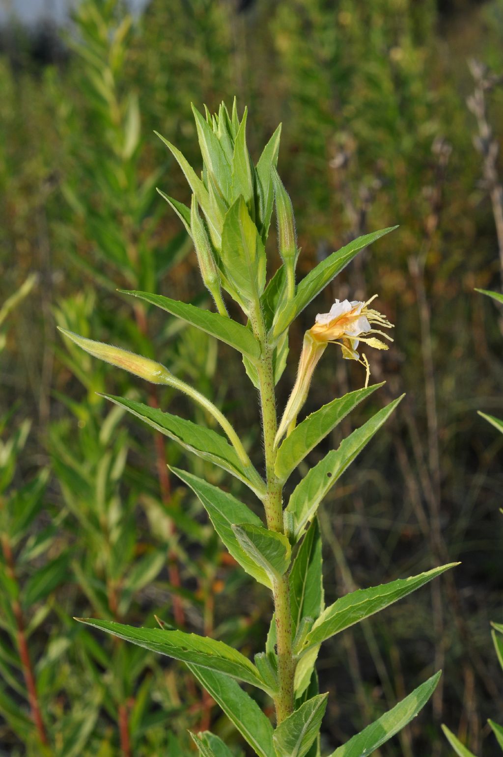 Oenothera glazioviana / Enagra di Lamark